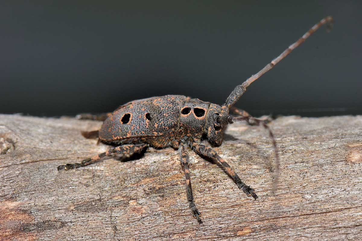 Cerambycidae: Mesosa curculionoides?  S !